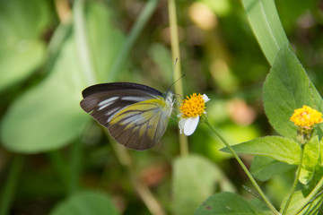 a butterfly