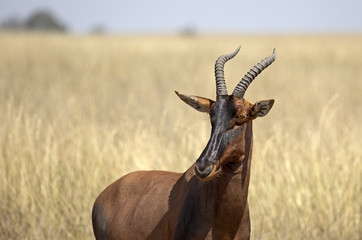 Majestic Topi taken in Serengeti national park, Tanzania