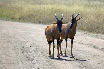 Majestic Topi taken in Serengeti national park, Tanzania