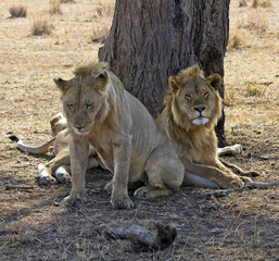 Two male lion under a tree