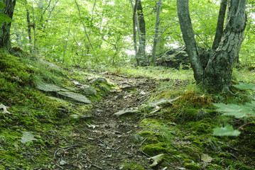 Path at Blackstone Gorge