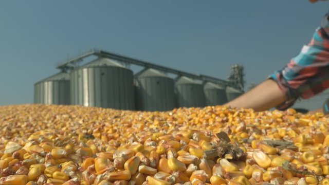 Corn kernel silos tank storage