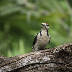 Beautiful Great Spotted Woodpecker bird Dendrocopos Major on tree stump in woodland landscape setting