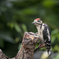 Beautiful Great Spotted Woodpecker bird Dendrocopos Major on tree stump in woodland landscape setting