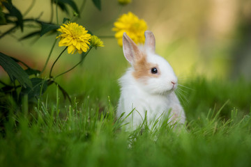 Fototapeta premium Little rabbit sitting in the garden
