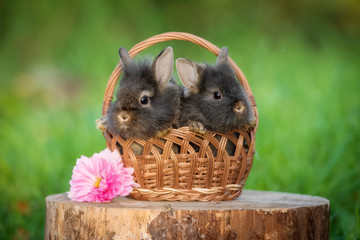 Two little rabbits sitting in a basket in summer