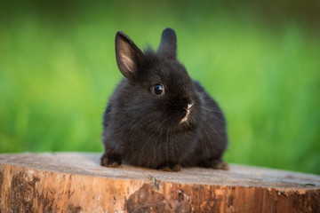 Little black rabbit 