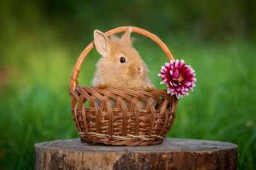 Little rabbit sitting in the basket