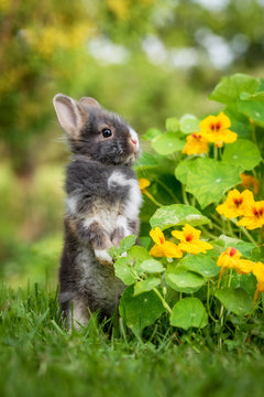 Little funny rabbit standing on its hind legs in the garden