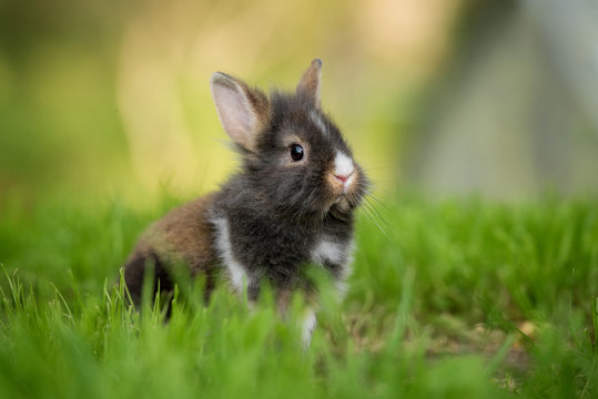 Little rabbit outdoors