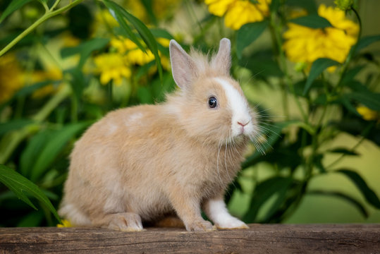 Little rabbit in the garden in summer