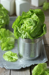 Fresh green lettuce salad. Selective focus.