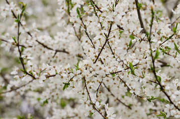 Blossoms of cherry tree