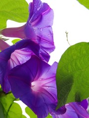 purple morning glory