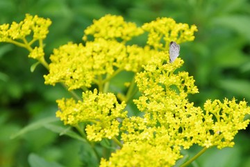 butterfly on yellow flowers