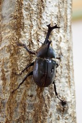 stag beetle
