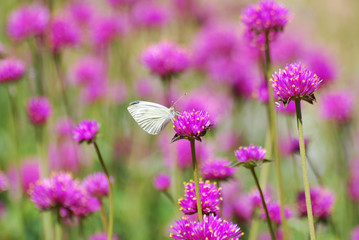 A lovely small white butterfly sitting on a brightly colored magenta flower in a garden of pink flowers.
