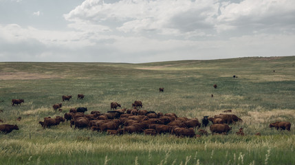 Obraz na płótnie Canvas Animal farm on the outskirts of Denver, Colorado, United States