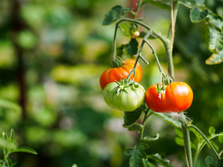 Organically grown green and orange tomatoes