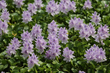 Fototapeta premium 橿原市 ホテイアオイ