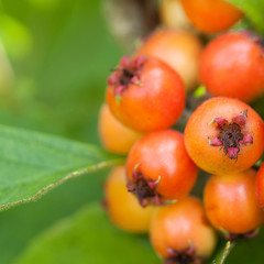 Orange hawthorn berries on a branch with green leaves
