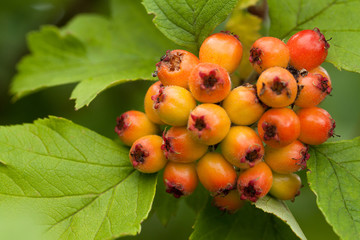 Orange hawthorn berries on a branch with green leaves