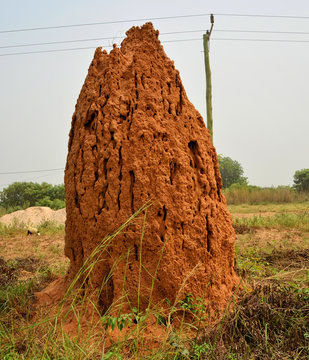 Huge termite anthill. Massive orange, red termite mound. A giant termite hill colony, made of red sand, in African outback.