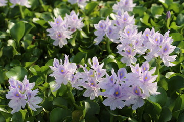 橿原市　ホテイアオイ