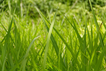 grass
