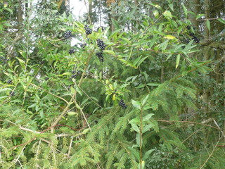 Beautiful unique landscape of Schwarzwald Black Forest in Germany