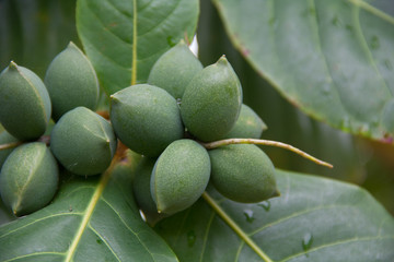 Indian almond