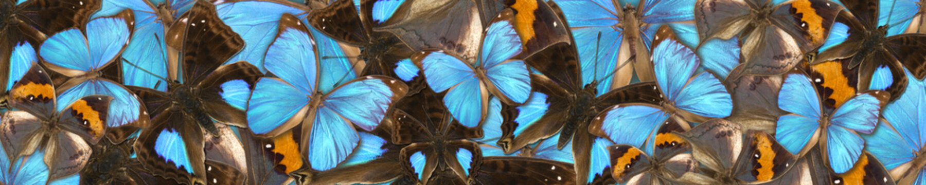 Panoramic abstract background of different tropical butterflies