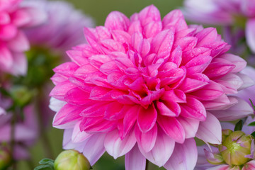 Macro shot of a pink dahlia.