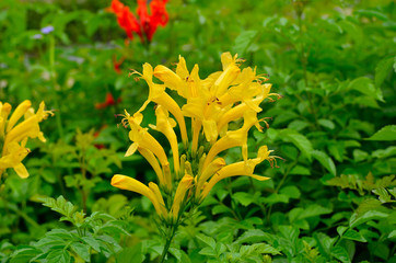 Tecoma capensis , honeysuckleis in the garden