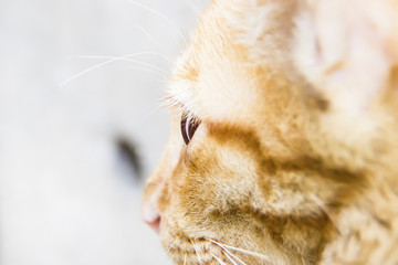 The side face of a small cat.