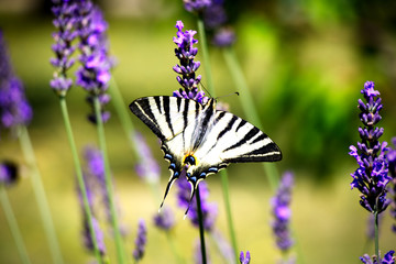 Swallowtail (Papilio machaon) on a lavender field. Butterfly collects nectar from lavender flowers.