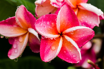 Plumeria flower in garden closeup view background