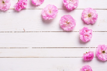 Frame from  pink sakura  flowers on white  painted wooden planks.