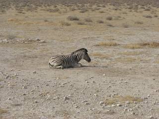 Fototapeta na wymiar Zebra im Etosha
