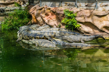 Crocodiles.