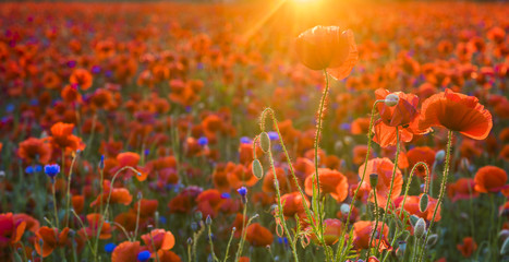 Obraz premium Red poppies in the evening light