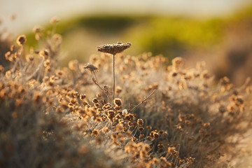 Fiori di campo al tramonto in estate