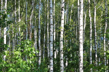Fototapeta premium Gaj brzozowy z białymi brzozami i zielonymi liśćmi latem