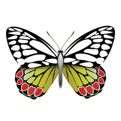 Векторный рисунок яркая разноцветная  бабочка