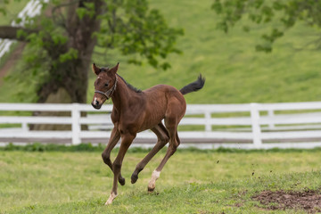 Fototapeta premium Foal Trots Through Muddy Patch