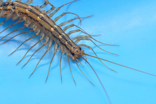 Entophobia Images – Parcourir 22 le catalogue de photos, vecteurs et ...