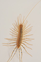 Giant centipede in the house. Emetophobia, afraid of the big bugs. Insectophobia, giant bug in the house