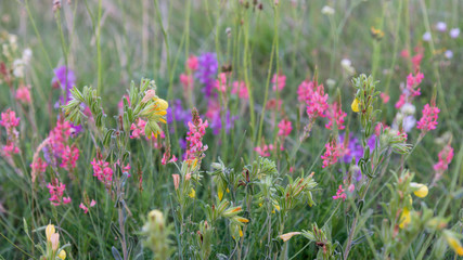 Yellow, red, purple field flowers