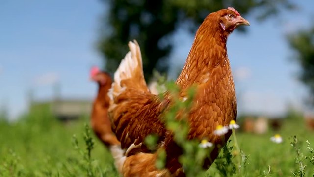 chicken on traditional free range poultry