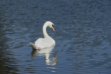 Fototapeta na wymiar Floating in the water white Swan.